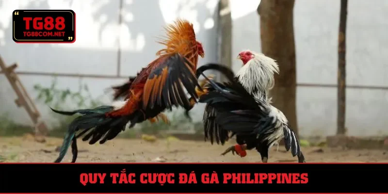 Luật cược trong chọi kê Philippines 