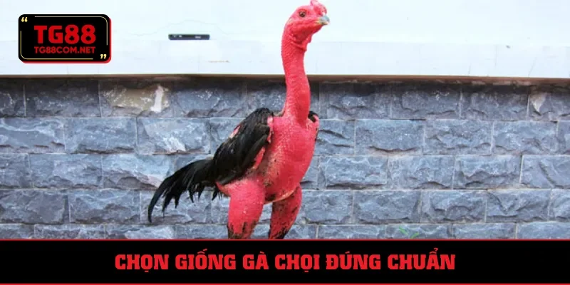 Sư kê phải chọn giống gà kỹ lưỡng, cẩn thận